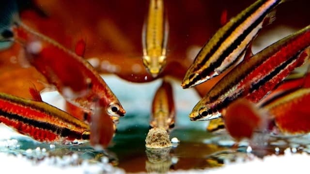 【鮮蝦研究室】解鎖底棲水族飼料的隱藏功能!