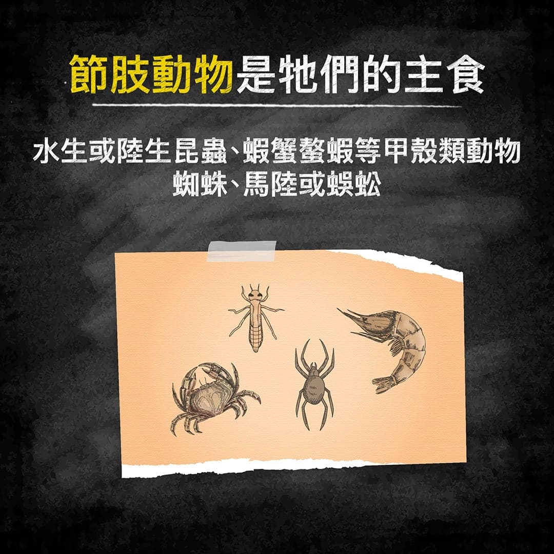說明圖:節肢動物是澤龜的主食——昆蟲、甲殼類、蜘蛛與馬陸