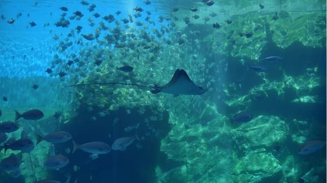 【水族特搜】日本跨海來台的都會型水族館 Ft. XPark