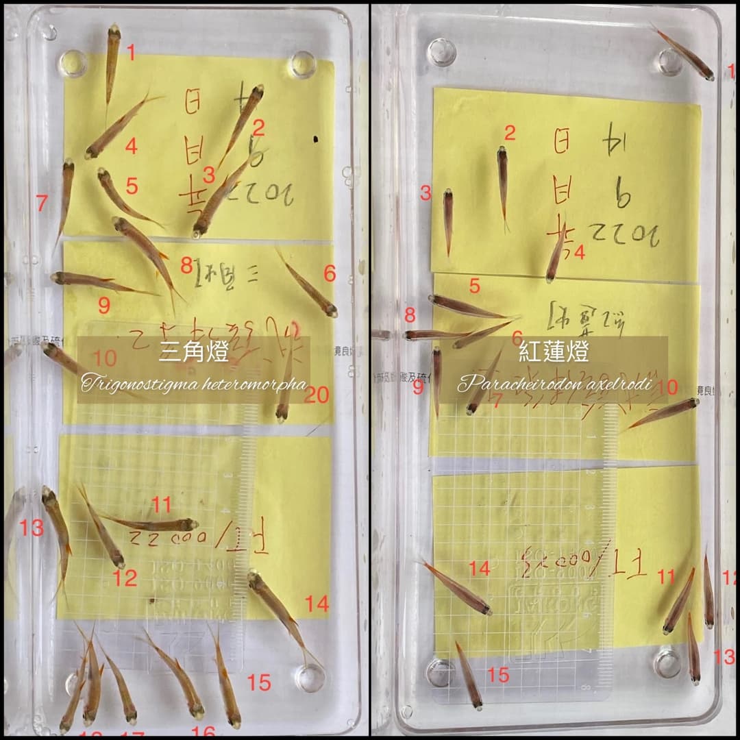 兩盤標本盤上依編號排列的三角燈與紅蓮燈魚體