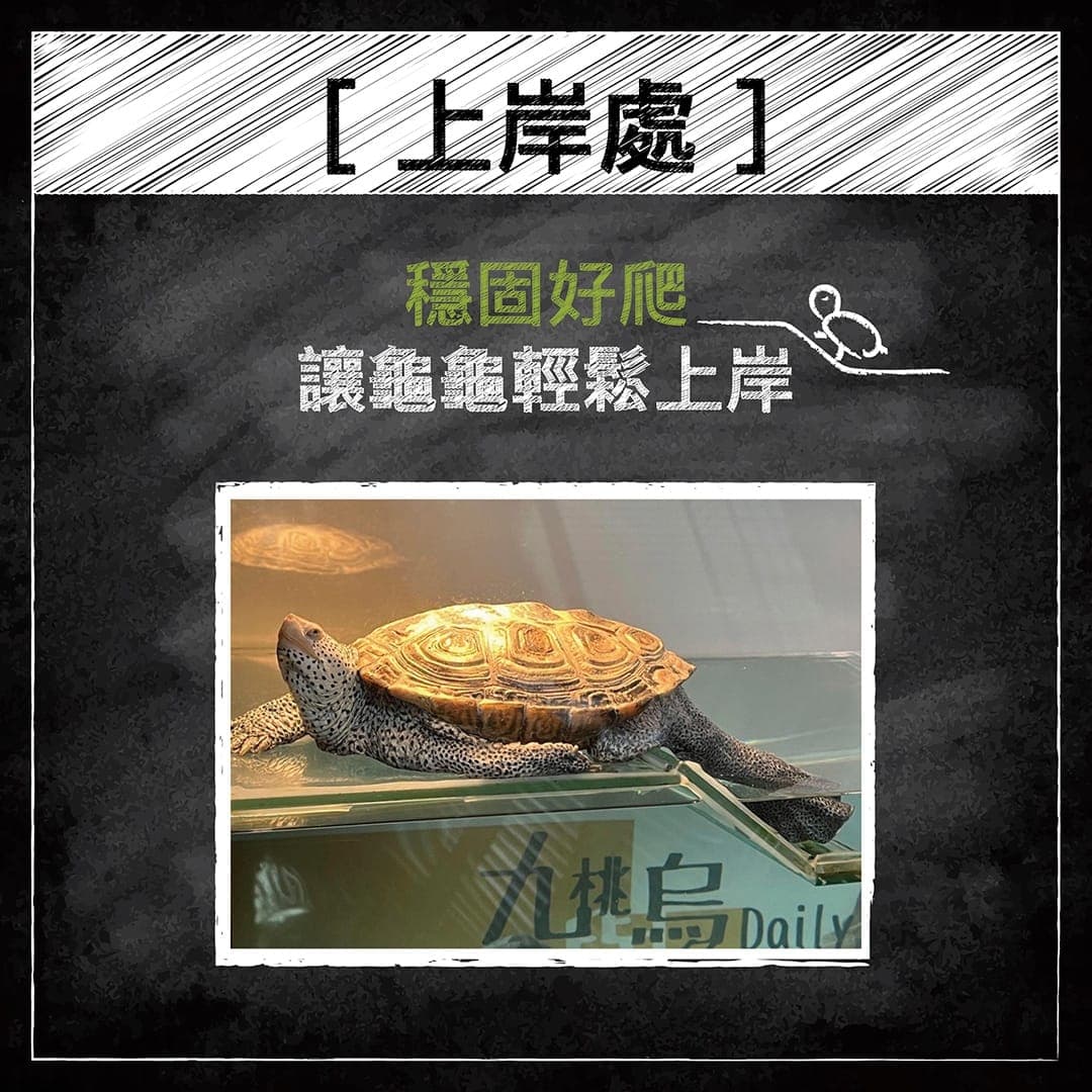 說明圖:上岸處要穩固好爬,附一隻趴在曬台上的澤龜照片