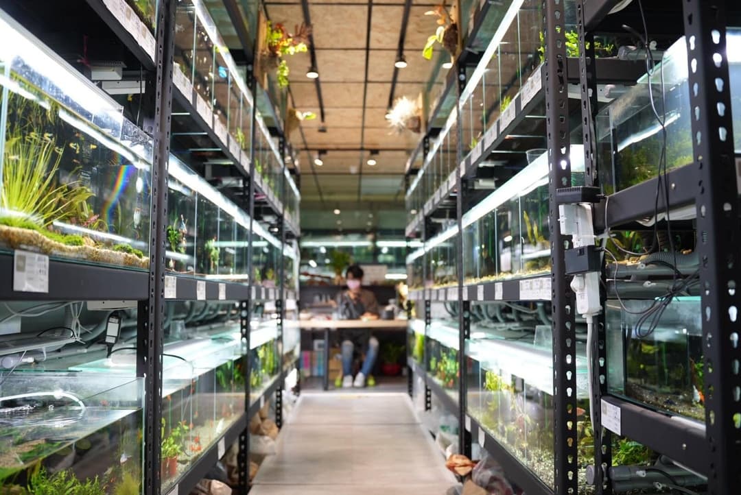 憩魚水族店內成排水族缸構成的走道