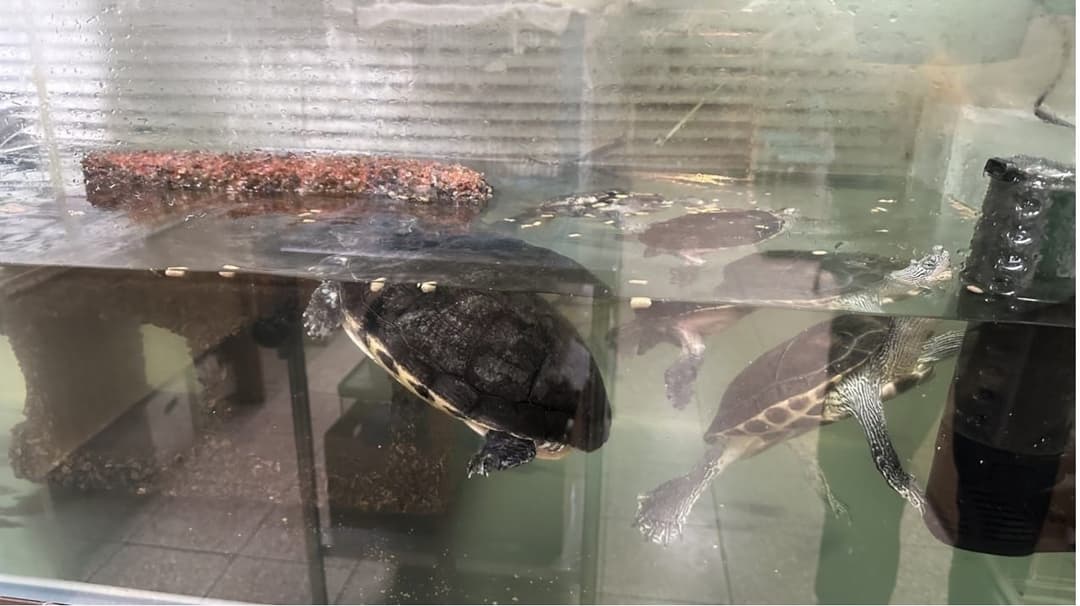 澤龜在清澈的缸水中游動
