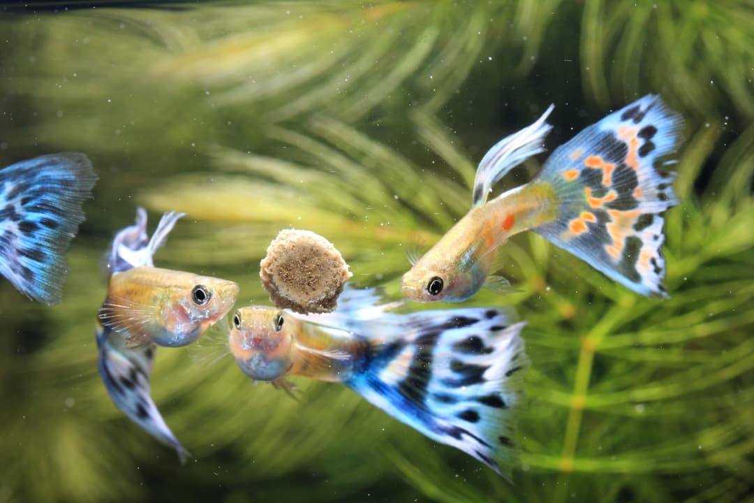 幾隻孔雀魚圍著水草間的扁平飼料進食
