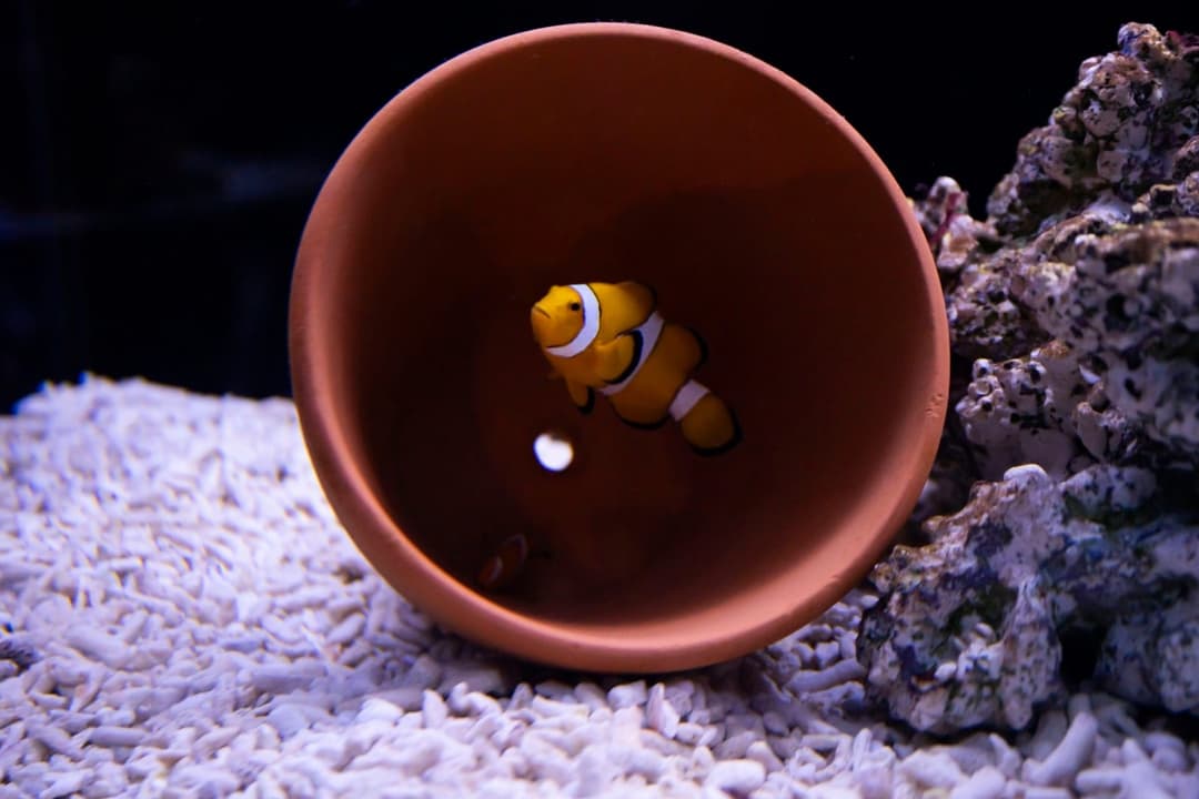躲在陶盆裡的小丑魚