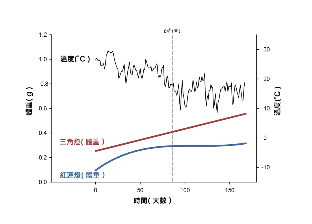 折線圖:三角燈與紅蓮燈的體重隨天數變化,並對照水溫曲線