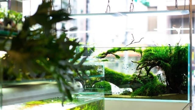 【水族特搜】大自然水族造景藝術家 FT.上格自然空間設計