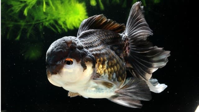【鮮蝦研究室】微生物飼料添加物在觀賞魚養殖上的應用