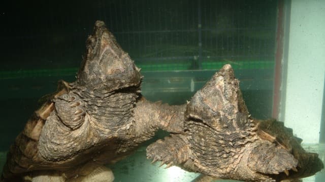兩隻鱷龜停在水族缸底部