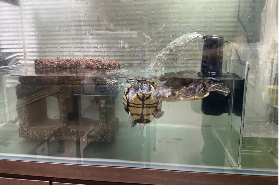 澤龜在過濾器出水口旁游動