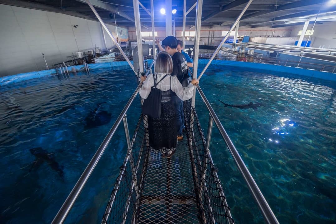 參觀者走在室內大型養殖池上的步道