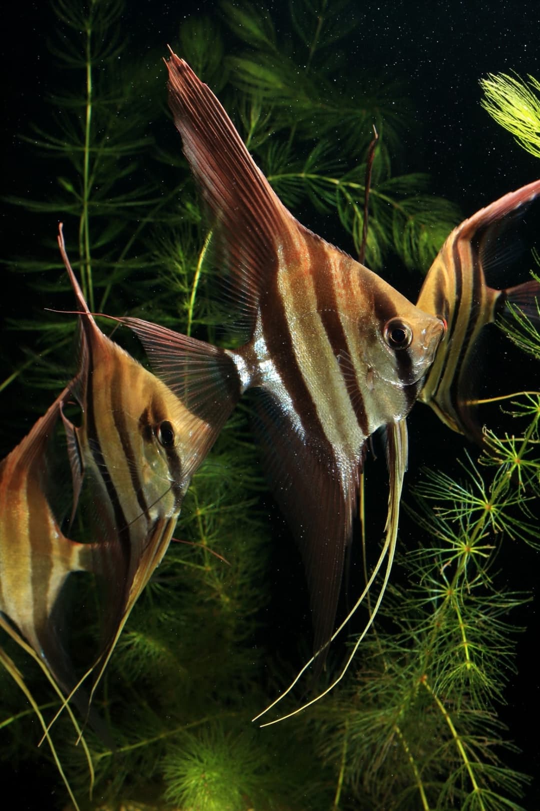 水草間的兩隻神仙魚