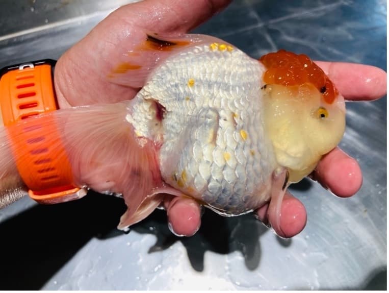 病例照:手中送檢的金魚,體表可見異常