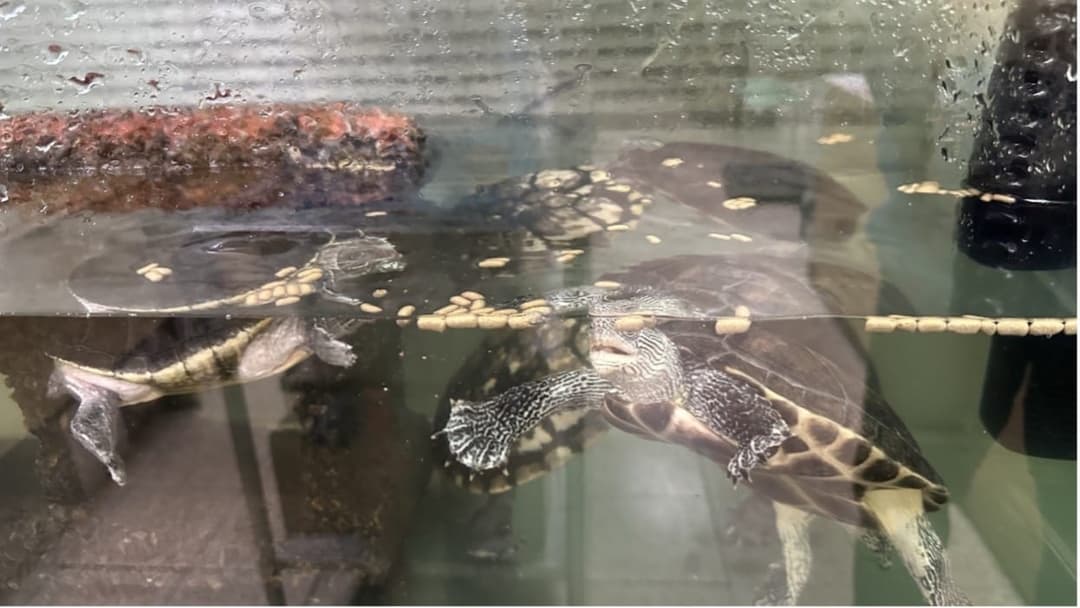 兩隻澤龜在缸中搶食漂浮的蝦肉棒