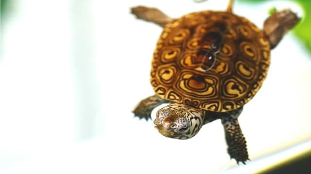 來自美國𝗔𝗠𝗔𝗭𝗢𝗡飼主的真實回饋
