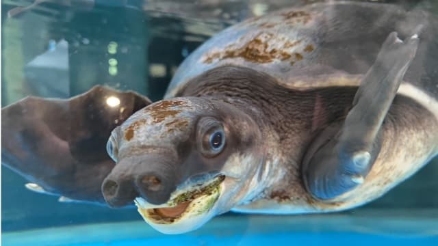 【守護野孩專題】正值繁殖季,路上多留心 Ft. 屏東科技大學保育類野生動物收容中心