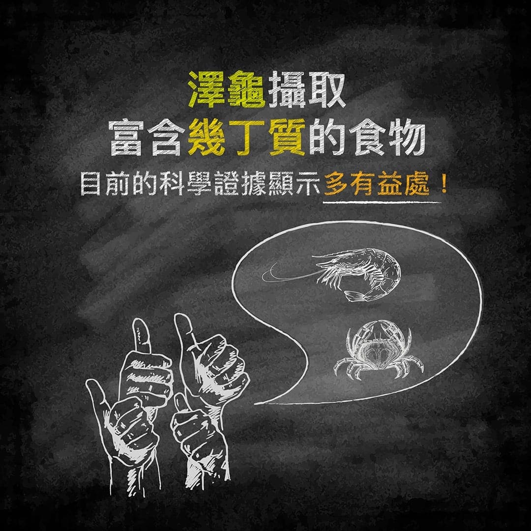 標題圖:澤龜攝取富含幾丁質的食物,目前科學證據顯示多有益處