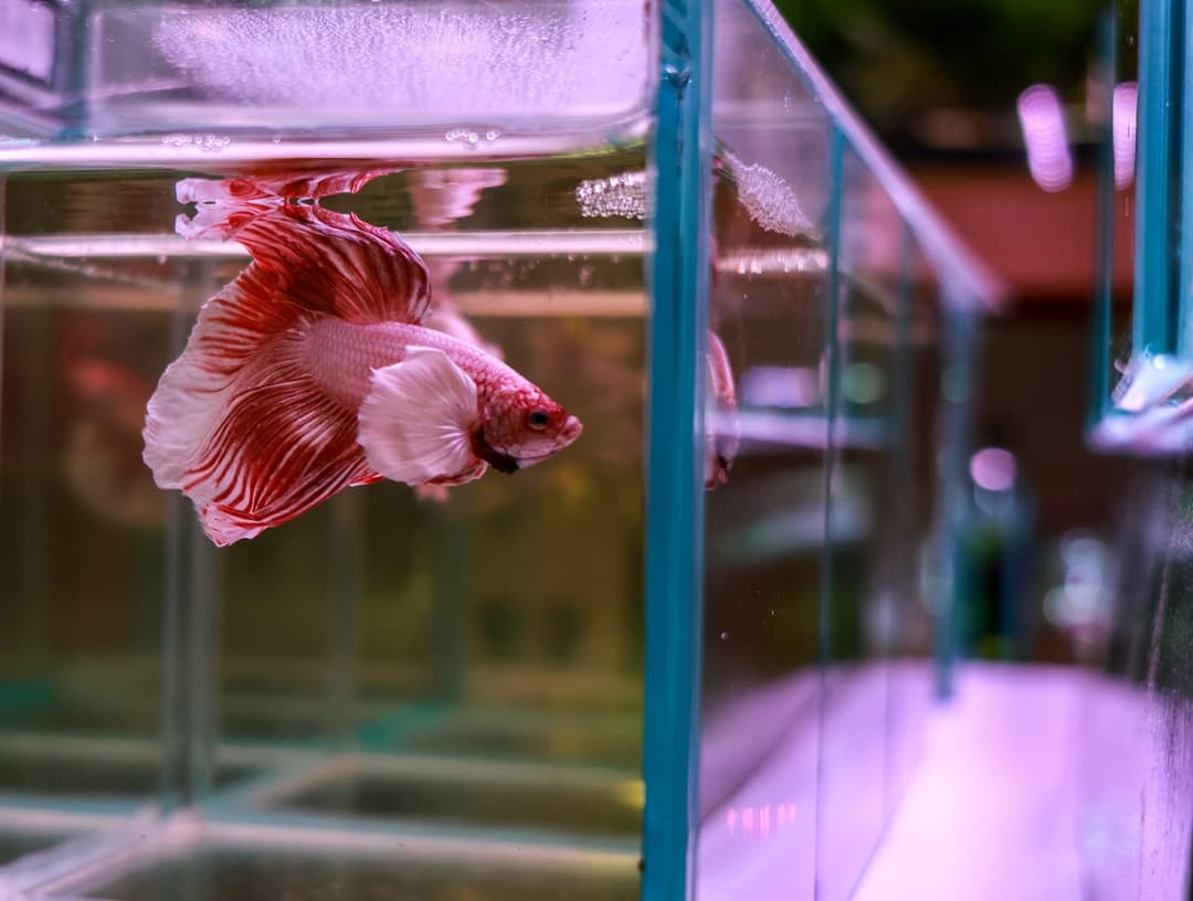 展示級鬥魚在缸中張開魚鰭