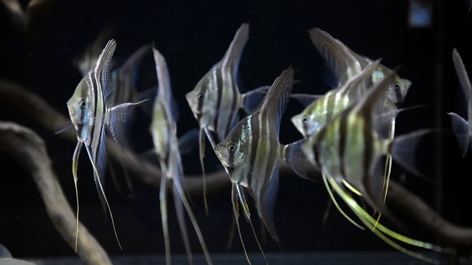 埃及神仙飼養指南 魚缸水質餵食與日常維護