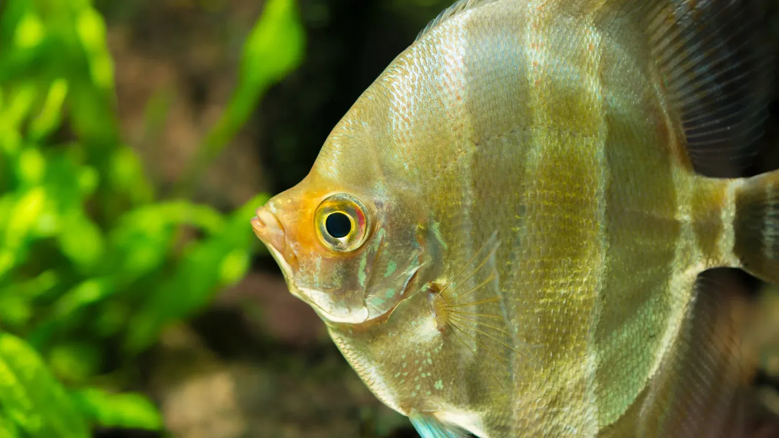 埃及神仙成魚頭部與體側近照,可見金黃色眼圈、細密鱗片與深色縱帶,背景是綠色水草。