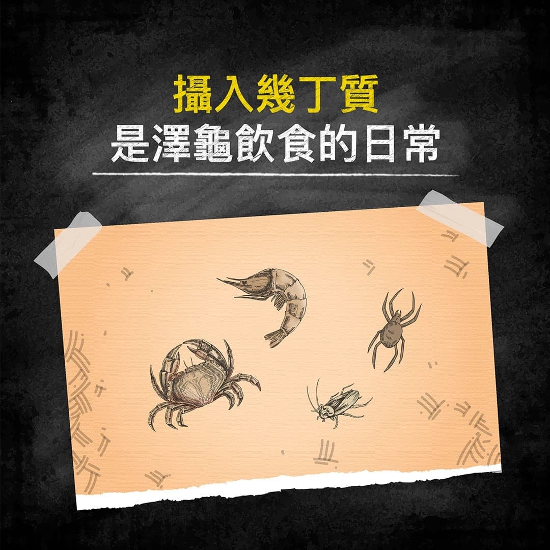 說明圖:攝入幾丁質是澤龜飲食的日常——蝦、蟹、蜘蛛、昆蟲