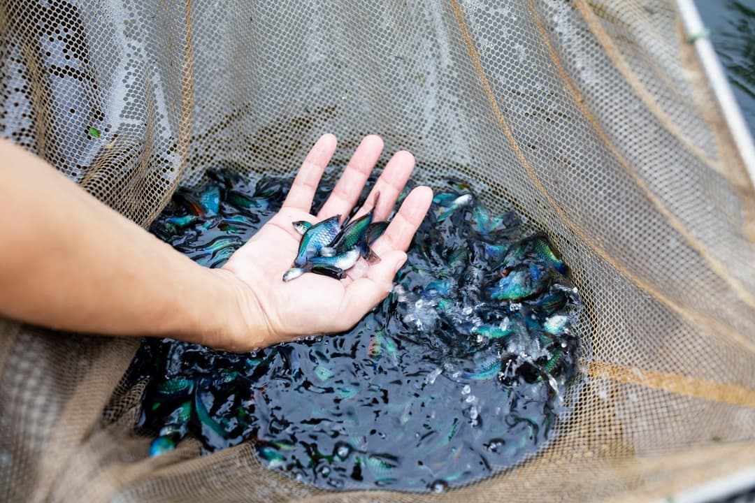 手掌捧起網中的一群魚苗