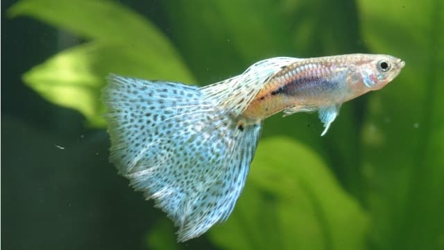 【水族學堂】如何挑選孔雀魚飼料?完整營養需求解析!