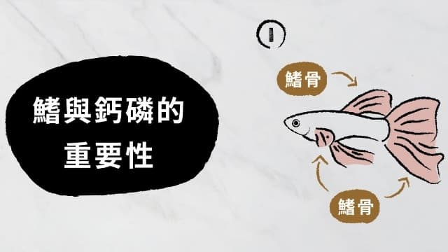 插畫:孔雀魚的鰭骨位置,標題「鰭與鈣磷的重要性」