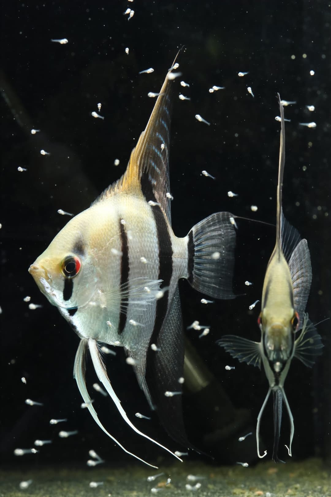 白點病病例:體表布滿白點的神仙魚