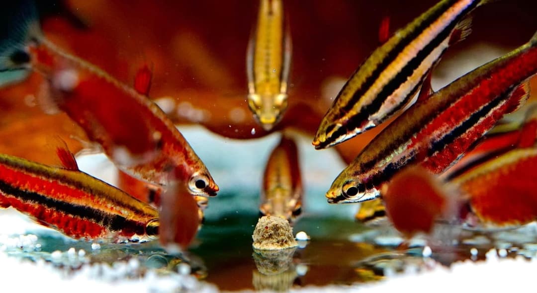 米蝦與小型燈魚聚集在缸底的一顆飼料旁