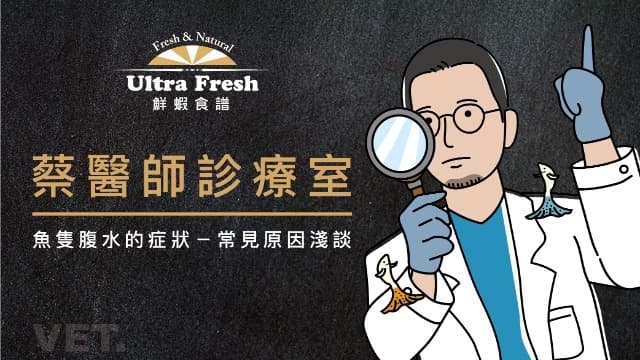 【蔡醫師診療室】魚隻腹水的症狀-常見原因淺談