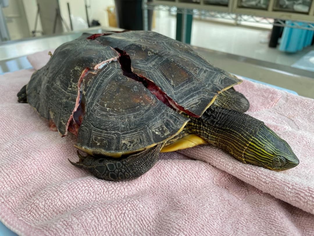 龜甲被車輪輾裂的斑龜躺在手術台的布墊上