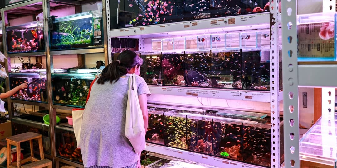 一位客人在店內層架前挑選缸裡的魚