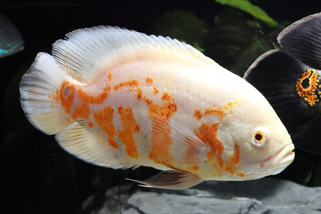 白底橘紋的白化豬仔魚(皇冠豹)