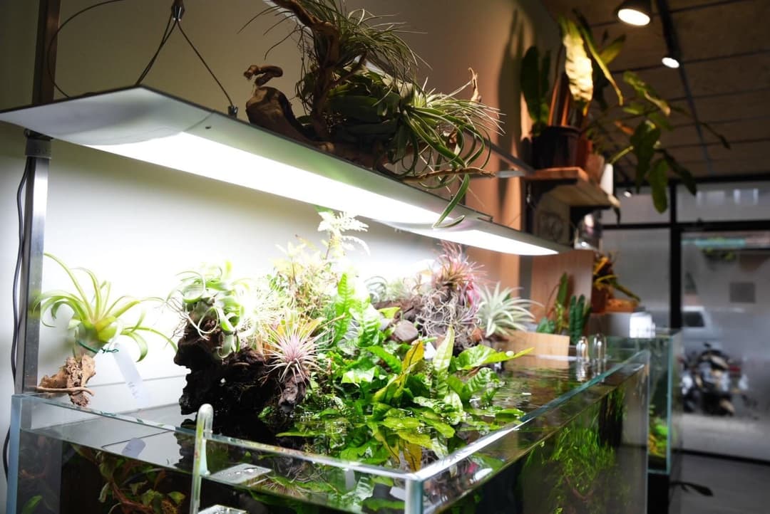 種滿空氣鳳梨與水草的展示缸