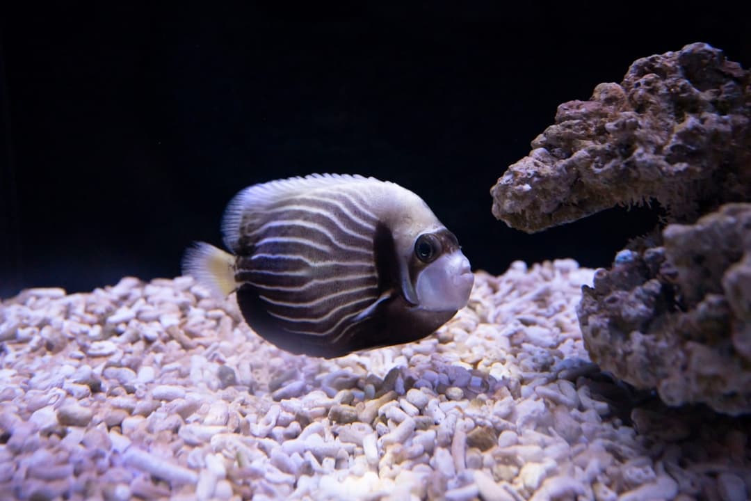 白色珊瑚砂上的條紋神仙魚