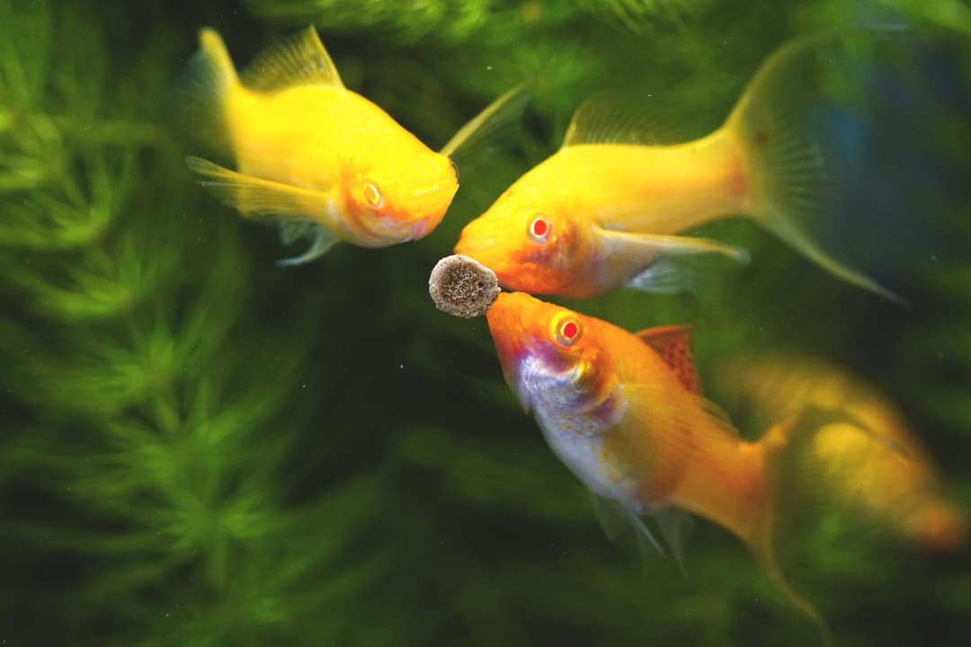 三隻黃色小型魚圍著一顆飼料