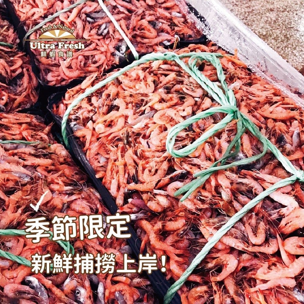 整箱剛捕撈上岸的宜蘭劍蝦