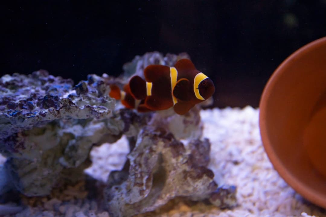 珊瑚礁缸中的小丑魚