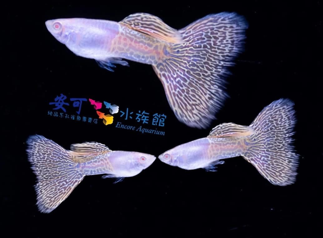 黑底特寫:三隻白色蛇紋孔雀魚