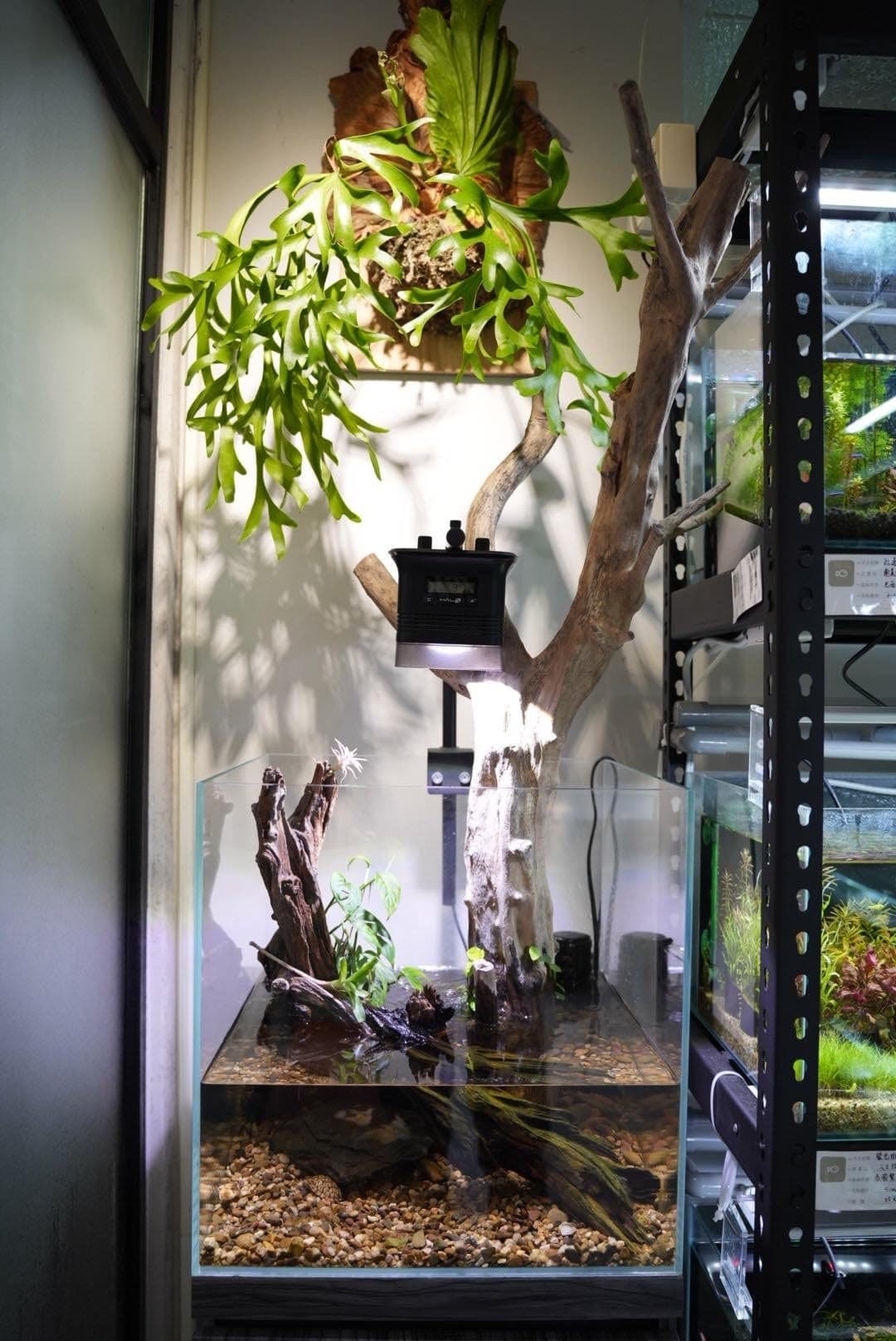 靠牆的水草造景缸,上方懸掛植栽與照明