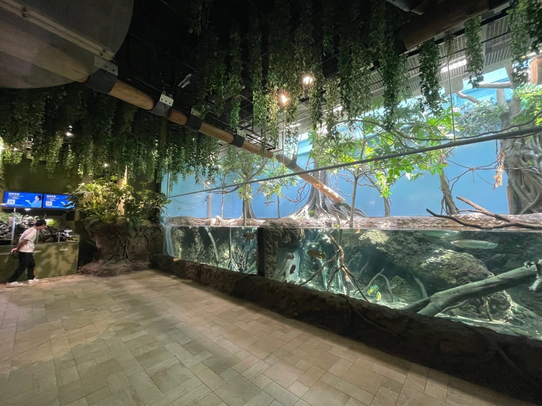 雨林探險區沿牆的展示缸與垂掛植栽