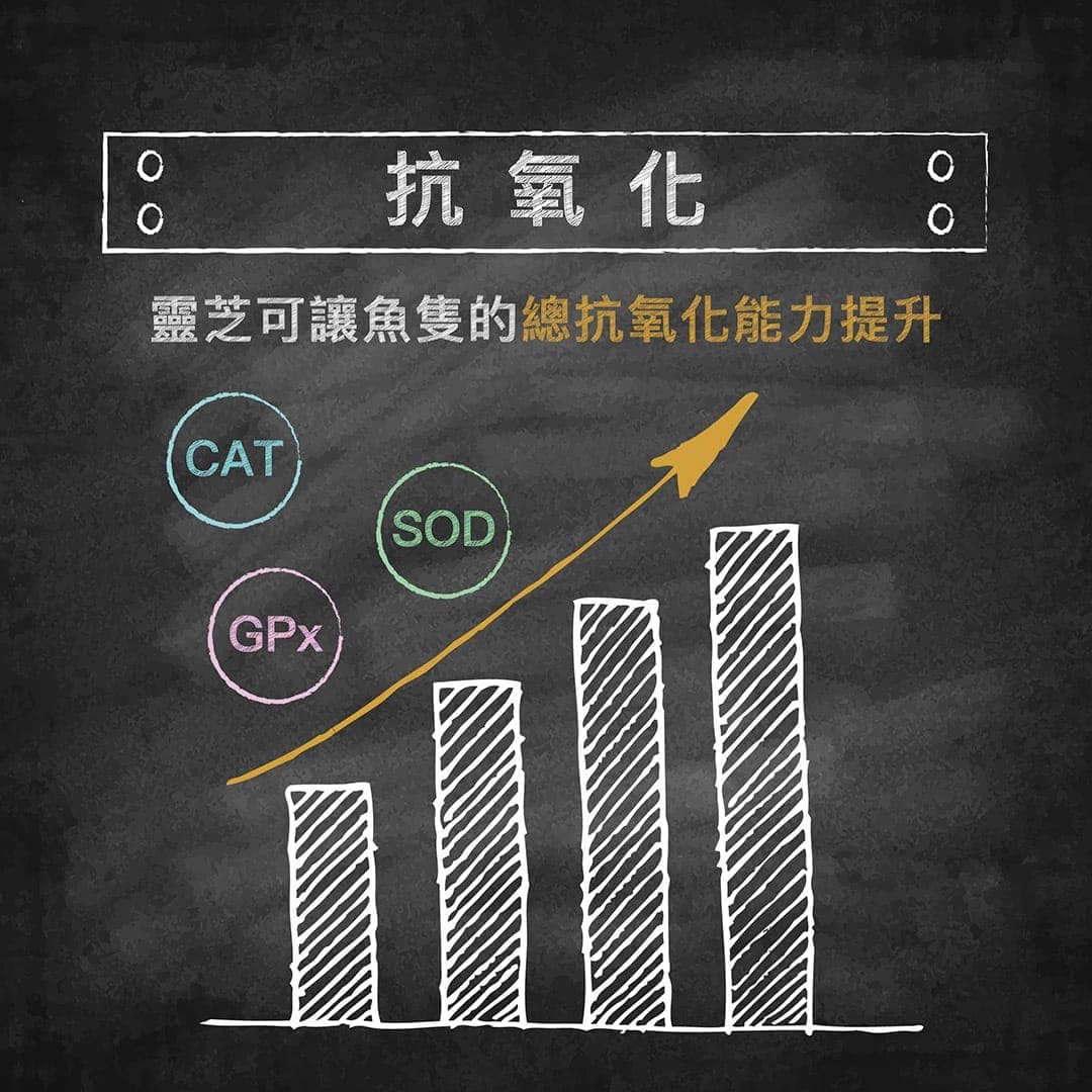 說明圖:靈芝可提升魚隻的總抗氧化能力(CAT、SOD、GPx)