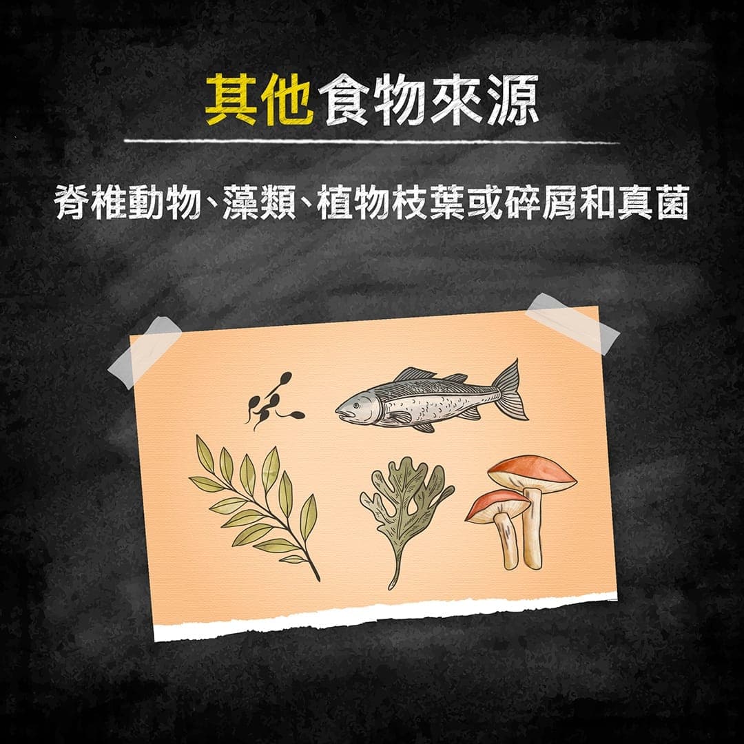 說明圖:其他食物來源——脊椎動物、藻類、植物與真菌