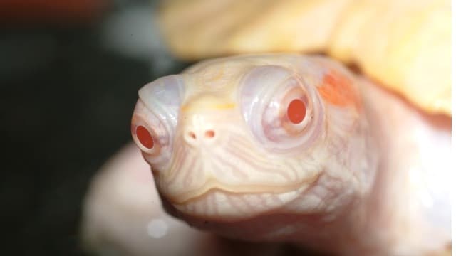 【水族學堂】澤龜的飼養設備篇