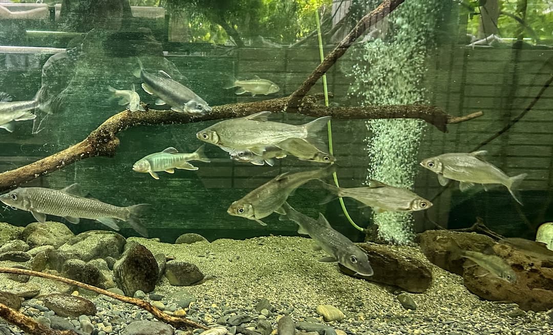 沉木與礫石底的原生魚缸,魚群在其中悠游