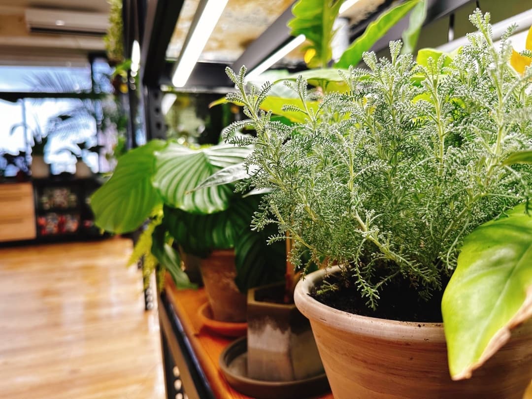 辦公室層架上的盆栽植物與木地板