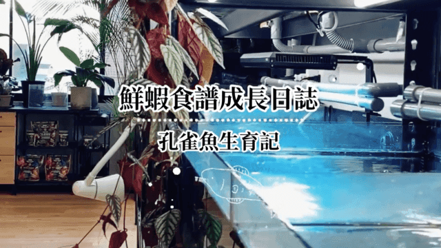 孔雀魚繁殖 和 孔雀魚飼料 選擇 Ft. Guppy Master Project 孔雀魚大師計畫