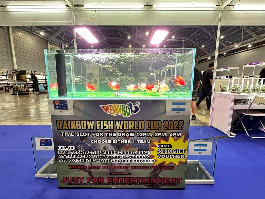 展場中的 Rainbow Fish World Cup 2022 蘭壽踢足球展示缸