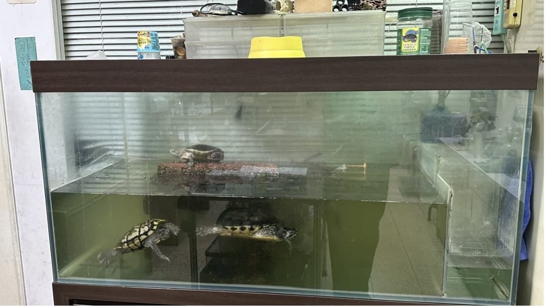 實測第 0 天:水質混濁的原飼養缸,兩隻澤龜在裡面